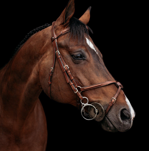 //johnathanp18.sg-host.com/wp-content/uploads/2023/01/equine-exceed.jpg